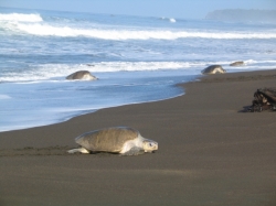 De stranden delen met de 'locals'!