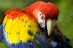 Papegaaien met vele kleuren als symbool voor Costa Rica's diversiteit