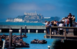 Californische zeeleeuwen zorgen voor een bijzonder optreden, Alcatraz op de achtergrond